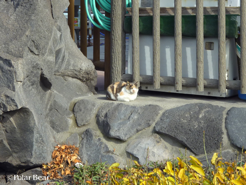 桜島で出会った猫さん、2匹目です！