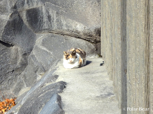 桜島で出会った猫さん、2匹目です！
