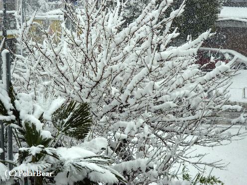 朝よりも空から降ってくる雪の大きさが