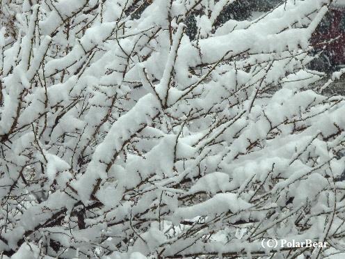 朝よりも空から降ってくる雪の大きさが