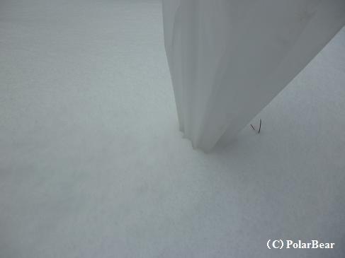 傘でも雪の深さが分かるのでは！？と思いましたので
