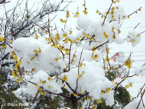 ロウ梅と雪、絵になりそうな組み合わせだと・・・