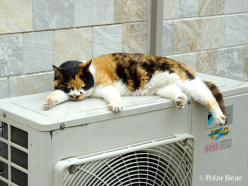 今日の街ねこさん（－＾－＾-）
