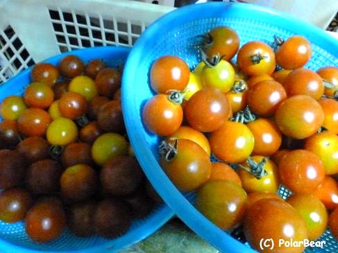 今年の家庭菜園は【プチトマト】が豊作です!