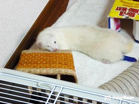 【かご】をはじめてみるわさびさん