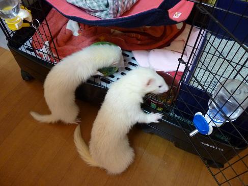 本日のフェレットのわさびさんとあずちゃん20121024