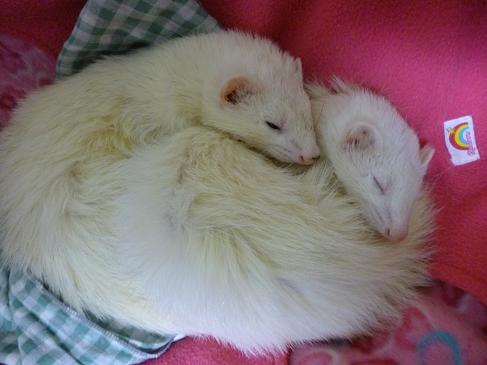 本日のフェレットのわさびさんとあずちゃん20121024