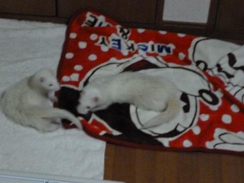 本日のフェレットのわさびさんとあずちゃん20121024