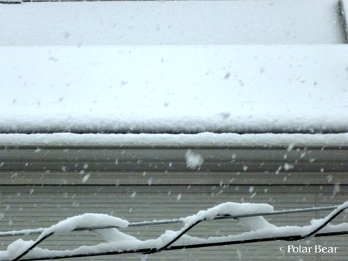 雪の日の東京(^^)