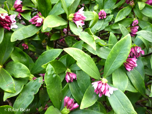 【沈丁花】の花が咲き始めております（＾ー＾*