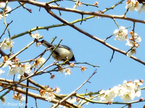 【四十雀】が花をついばんでいる可愛らしい姿が♪