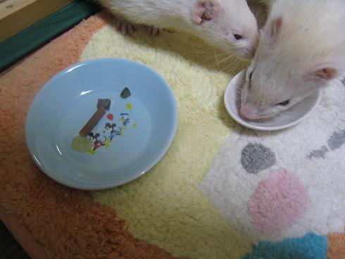フェレットのあずちゃんの誕生日会の模様です(^^)