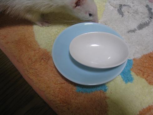 フェレットのあずちゃんの誕生日会の模様です(^^)