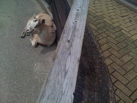 井の頭自然文化園にてのんびり(^^)