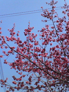 【寒緋桜(カンヒザクラ)】です(^ー^*