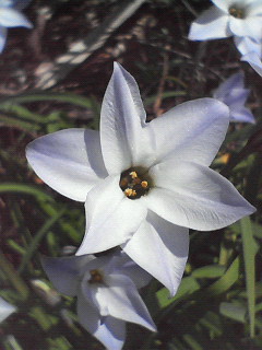 【ニラ花】がたくさん咲いております(^^)