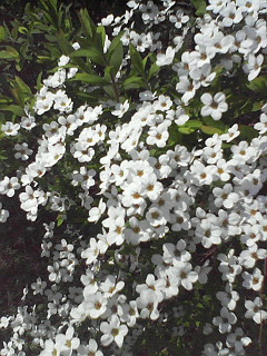 【雪柳】の花が満開です(^ー^*