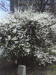 【雪柳】の花が満開です(^ー^*