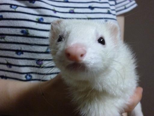今日のわさびさんとあずちゃんです(^^)