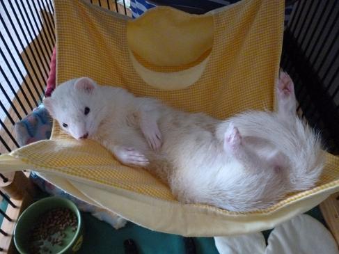 明日で3歳のわさびさんのお昼です(^^)