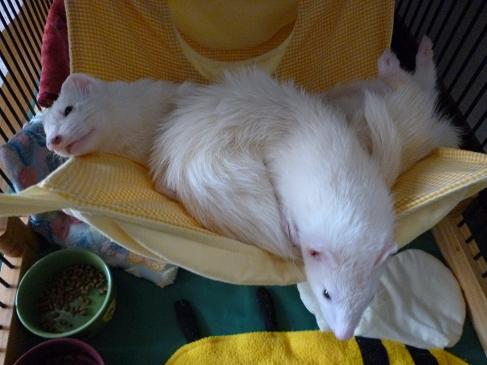 明日で3歳のわさびさんのお昼です(^^)