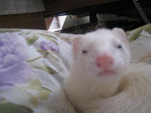 フェレットのあずちゃんの春の光景です(^^)/