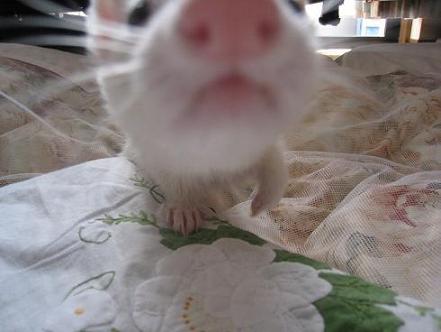 2011年春のフェレットのあずちゃん写真です(^^)