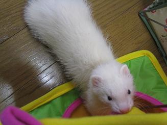 フェレットのあずちゃん&わさびさん2日目です