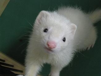今日のフェレットのあずちゃん