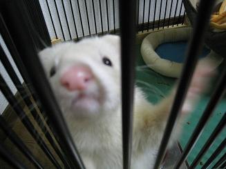 今日のフェレットのあずちゃん