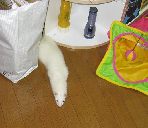お疲れモードのフェレットのあずちゃんです【20100919】