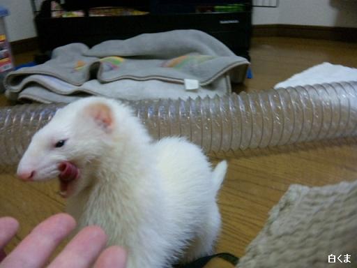 フェレットのあずちゃんのまったりモードです