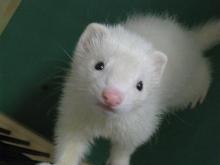 フェレットのあずちゃんのベビー時の写真です(^^)