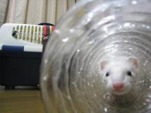 フェレットのあずちゃんのベビー時の写真です(^^)