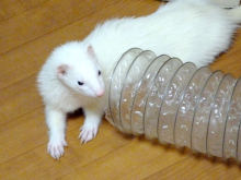 フェレットのあずちゃんの特性