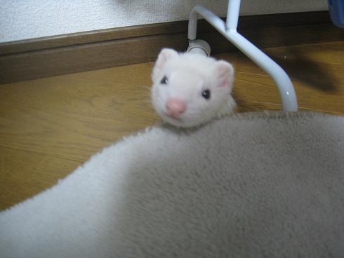 我が家のフェレットさん【2歳になりました!】(^^)