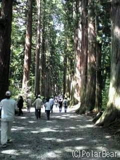 【戸隠神社】杉並木の道の風景です♪