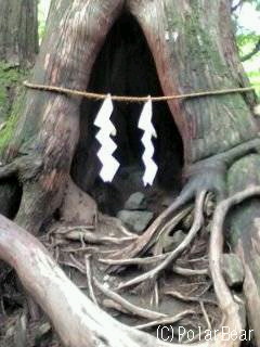 【戸隠神社】杉並木の道の風景です♪