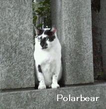 黒ねこさん・白ねこさんの次は、大國魂神社の白黒ねこさんです♪