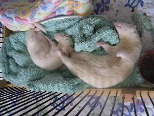シンクロナイズフェレット(☆o☆)