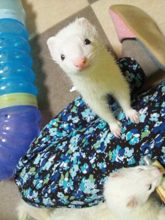 【こどもの日】5月5日 フェレットのわさびさんとあずちゃん