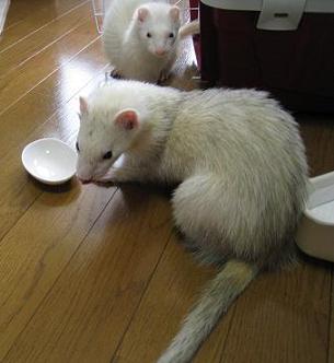 とある日のわさびさんとあずちゃん