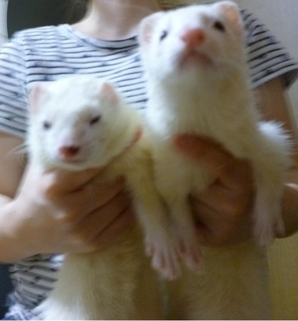 七夕の日のわさびさんとあずちゃんです(^^)