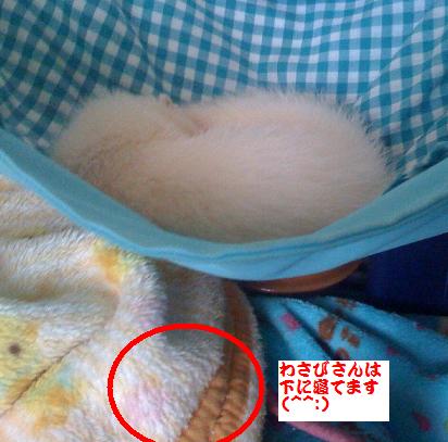 わさびさんとあずちゃんの寝場所がチェンジです!