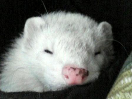 100%眠そうなわさびさん写真です(^^)