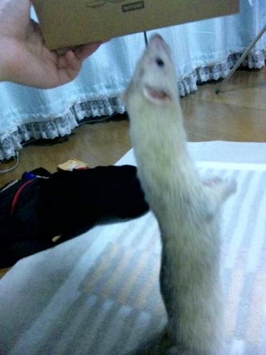 わさもんなわさびさんの強い好奇心(^^)/