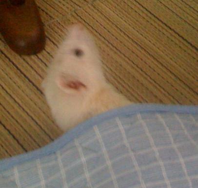 わさびさんが2歳になりました(^^)/
