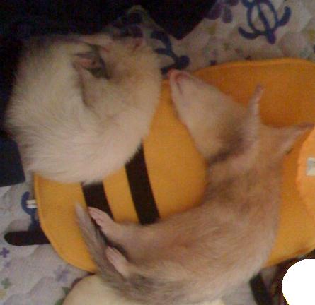 今日のフェレットのわさびさんとあずちゃん【20100721】