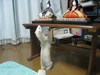 おひなさまに挨拶をするフェレットのわさびさん☆