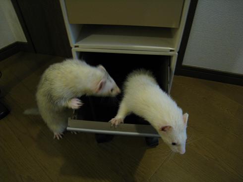 ららぽーとにてフェレットエキスポがありました!
